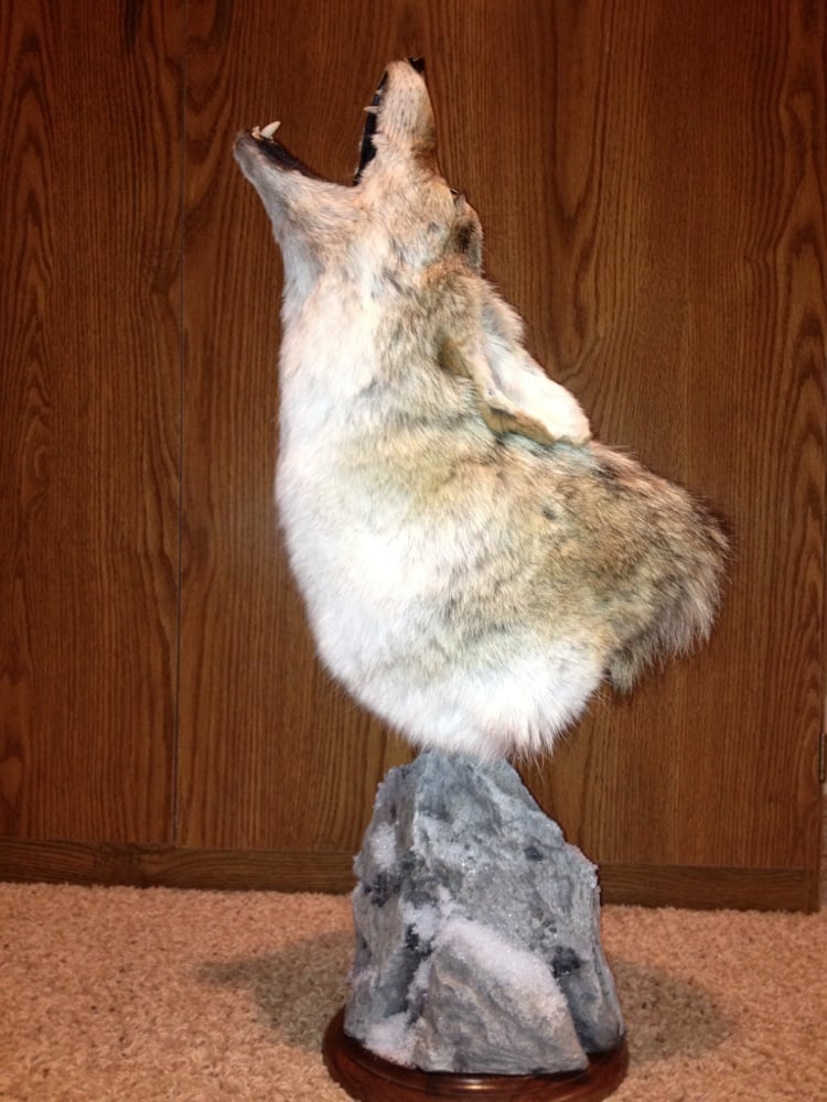 Alive Creations By Travis Jones - taxidermy in Stevensville, MT
