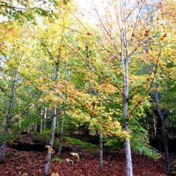 Arboretum de la Sédelle