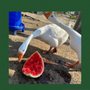 Photo of Whip City Animal Sanctuary