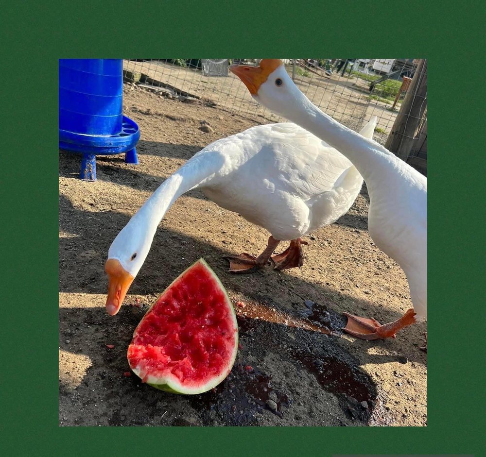 WHIP CITY ANIMAL SANCTUARY Updated August 2024 Request Information