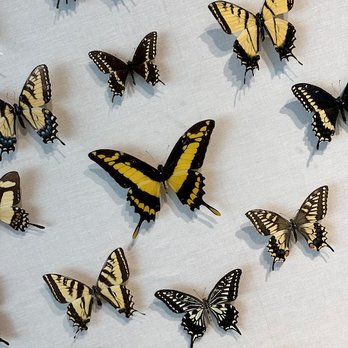 Butterfly Biosphere - Children's Museums Near Me - Lehi, Utah