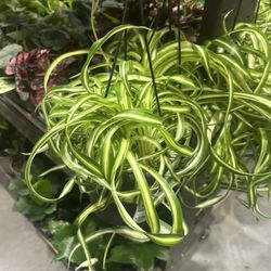 Lowe's Home Improvement - Spider plant poorly taken care of