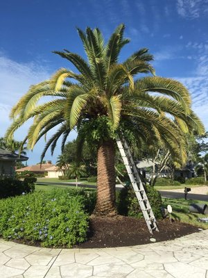 Tree, Hedge & Palm Trimming - Licensed and Insured. Serving Lee County since 2004!