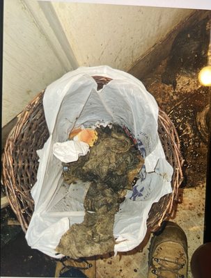 EliteFlow Drain Cleaning Services Logo