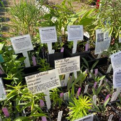 Chehelam Flats Farm Market