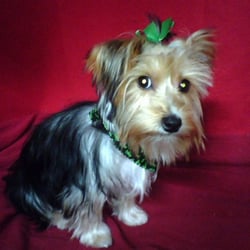Kellie's Pet Salon Boarding & Grooming & Rescue