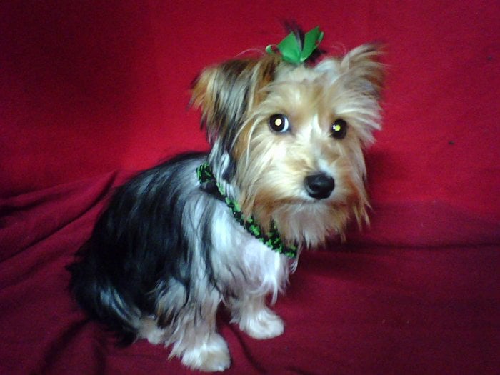 KELLIE’S PET SALON BOARDING & GROOMING & RESCUE Updated June 2024