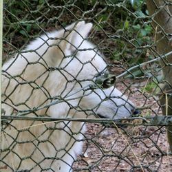 Wolfspark - Polarwolf