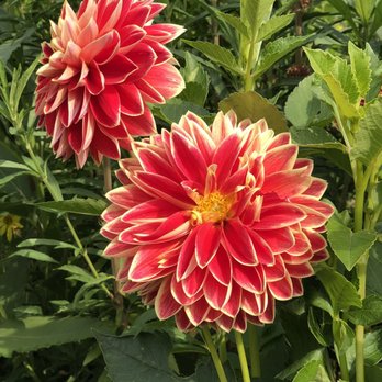 Jardins et Maison de Claude Monet - Flowers - Museums Near Me - Giverny, 27