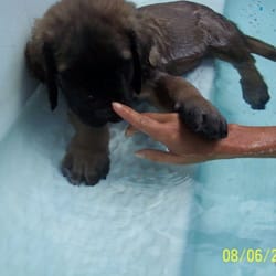 Pawz n Clawz - Finally, a PJ sized water bowl!