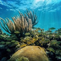 Maximum Scuba