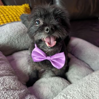 Eagle Mobile Pet Grooming - Igor was super sweet and gentle with my dog, Roux. I loved his birthday bowtie! - Pet Groomers Near Me