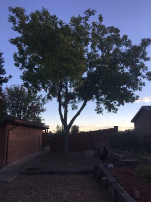 GARY’S TREE AND YARD SERVICES - Updated December 2024 - 12 Reviews