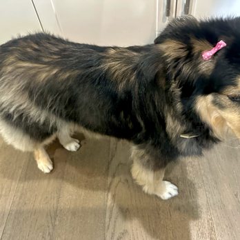 Silky Pet Spa - Pet Groomers Near Me - Scottsdale, Arizona Silky Pet Spa - Pet Groomers Near Me - Scottsdale, Arizona