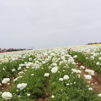 The Flower Fields - Venues & Event Spaces Near Me - Carlsbad, California The Flower Fields - Venues & Event Spaces Near Me - Carlsbad, California