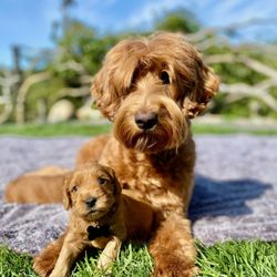 Starlight Ridge Australian Labradoodles