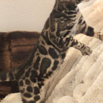 Bengal Babies Cattery - Pet Sitting Near Me Bengal Babies Cattery - Pet Sitting Near Me
