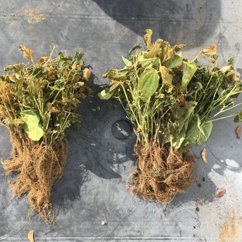 City Compost - All Green Beans from growing experiment. Sand mixes on left, top soil mixes on right. - Recycling Center Near Me