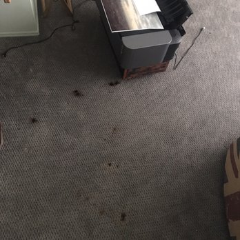 Genuine Carpet Repairs - Printer ink on the carpet - Carpeting Near Me Genuine Carpet Repairs - Printer ink on the carpet - Carpeting Near Me
