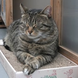 The Cat's Whiskers Boarding Cattery - Ramsay, one of my regulars catching up on his beauty sleep!