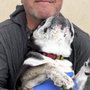Photo of SF Dog Nanny