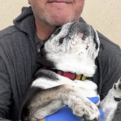 SF Dog Nanny