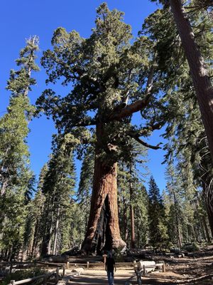 Mariposa Grove by null