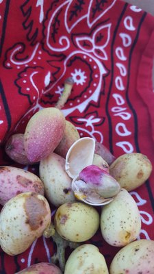 Santa Cruz River Farmers' Market by null