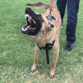 Dog Training Elite - Bark and hold. - Pet Training Near Me - Mesa, Arizona