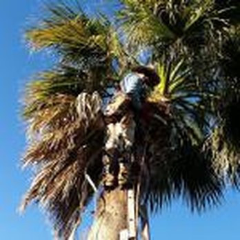 Yosef Tree Service and Landscape - a man on a ladder trimming a palm tree - Tree Services Near Me - Belton, Texas Yosef Tree Service and Landscape - a man on a ladder trimming a palm tree - Tree Services Near Me - Belton, Texas
