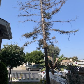 Your Tree Solutions - Great service!! - Tree Services Near Me