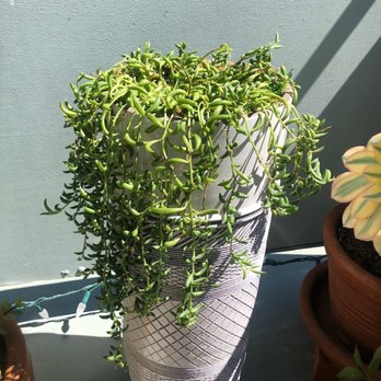 Floral Art And Decor - Fishhook succulent - Floral Designers Near Me - Burlingame, California Floral Art And Decor - Fishhook succulent - Floral Designers Near Me - Burlingame, California