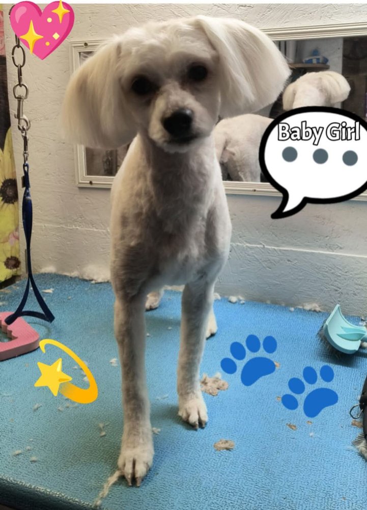 Amy's Pet Grooming Image