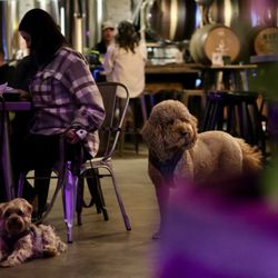 Cultivation Brewery