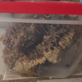 Bee Rescue - Raw honey - Pest Control Near Me