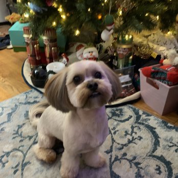 Posey Pups - Pet Groomers Near Me - Fairfax, Virginia Posey Pups - Pet Groomers Near Me - Fairfax, Virginia