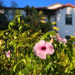 Los Angeles Hospice