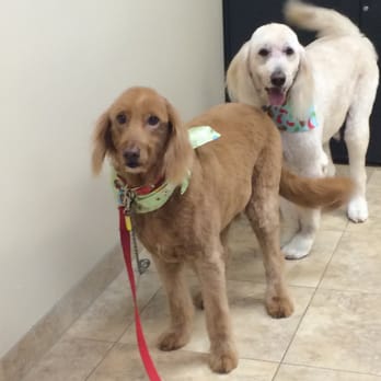 Furry Friends Salon - Pet Groomers Near Me - Gilbert, Arizona Furry Friends Salon - Pet Groomers Near Me - Gilbert, Arizona
