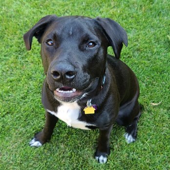 Good Dog Dog Training - Handsome Gambino! - Pet Training Near Me Good Dog Dog Training - Handsome Gambino! - Pet Training Near Me