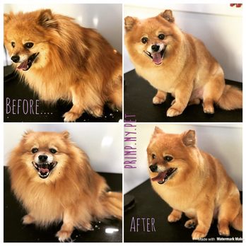 Primp My Pet - Before & After - Pet Groomers Near Me