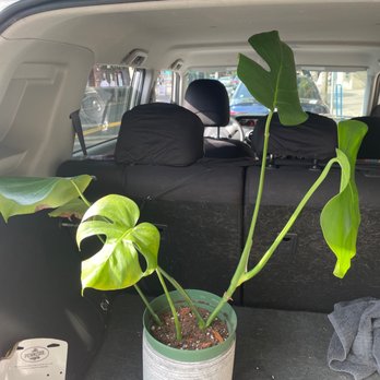 Pistils Nursery - Monstera - Nurseries & Gardening Near Me - Portland, Oregon Pistils Nursery - Monstera - Nurseries & Gardening Near Me - Portland, Oregon