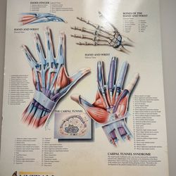 Shady Grove Orthopaedics - Learning about your hands.