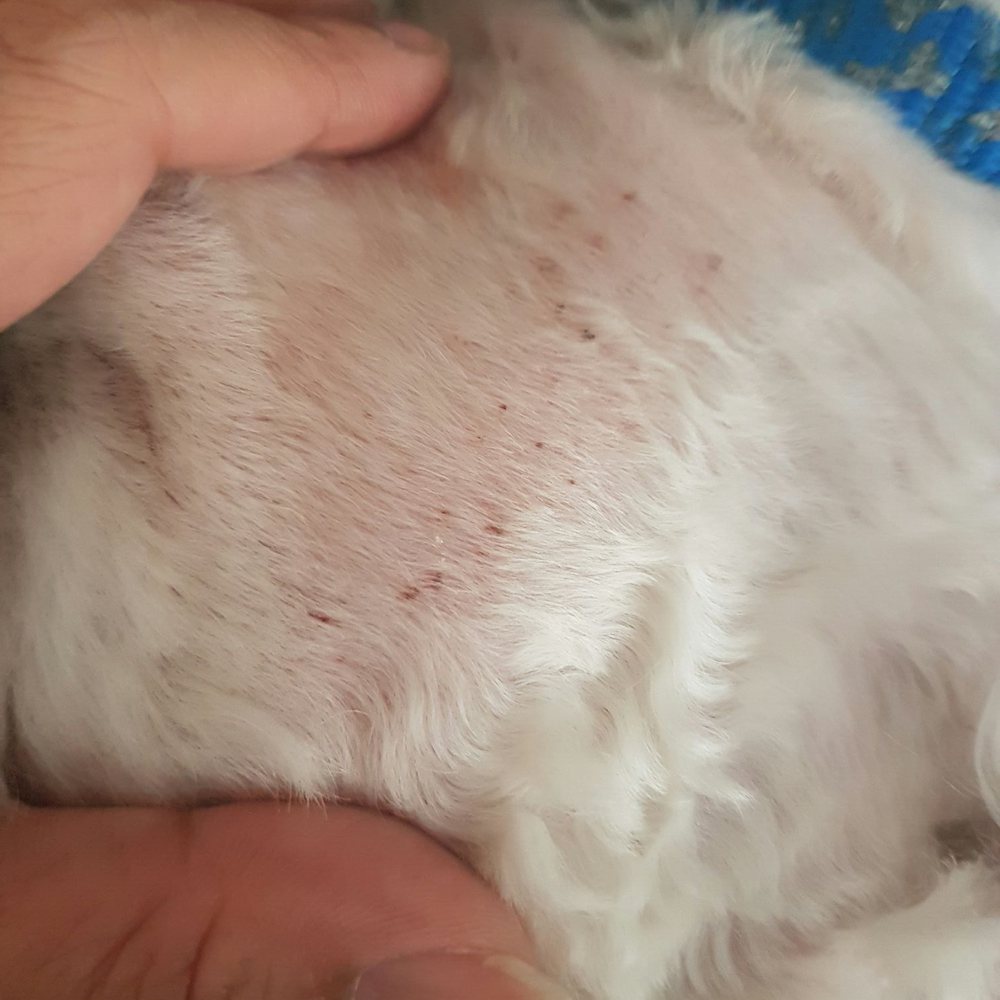 These are the scabs on his face. These are the scabs on his face.