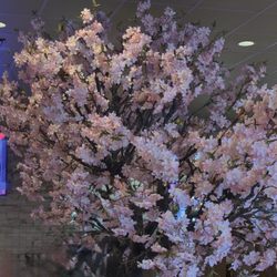 Asian Blossom - 2/21/2025: Tree?