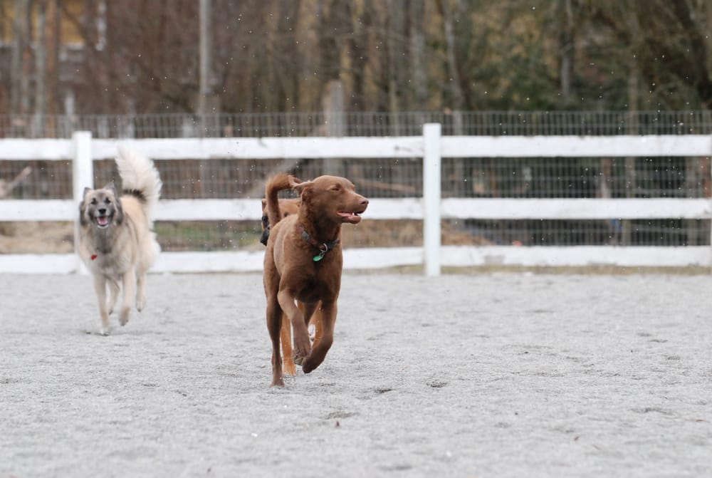 ranch dog boarding