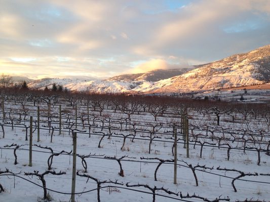 vinAmité Cellars - Winery and Wine Lounge by null