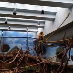 海洋公園香港賽馬會大熊貓園 - Golden monkey