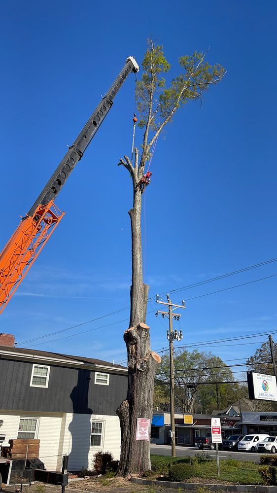 Peten Tree Services & Landscaping - tree service in Charlotte, NC
