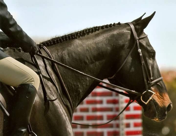 Esoteric Farm - equestrian in Manor, TX