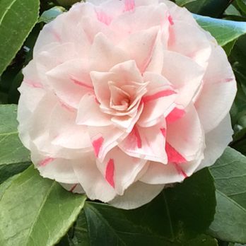 Washington Park Arboretum - Parks Near Me - Seattle, Washington Washington Park Arboretum - Parks Near Me - Seattle, Washington